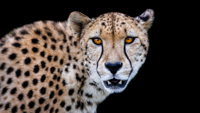 Предците на Хомо сапиенс са ловували с бягане на дълги