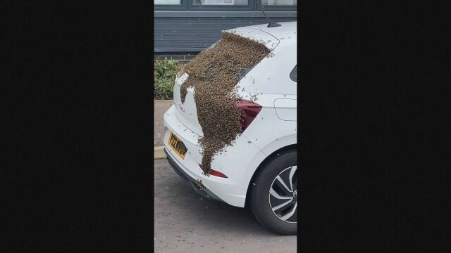 Шофьор в Глазгоу Великобритания  завари автомобила си покрит с пчели