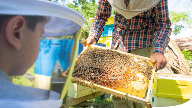На 20 май отбелязваме Световния ден на пчелите Тези насекоми са
