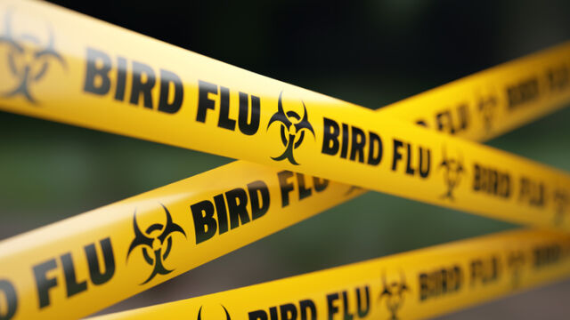  Фермер от Мичиган е диагностициран с изключително опасния птичи грип