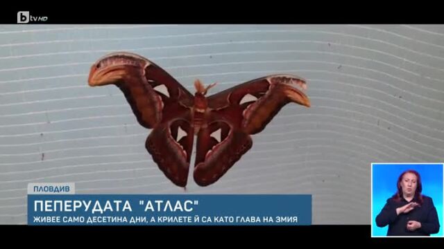 В пловдивския природонаучен музей се излюпи една от най големите пеперуди