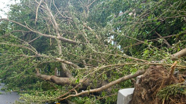 Силна буря е изкоренила дървета в Пазарджик предава БТА В
