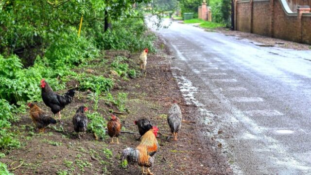  Диви кокошки унищожават градините на жителите на цяло село Животът