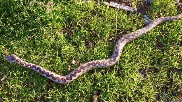  Два случая на ухапани от змии за последните 48 часа