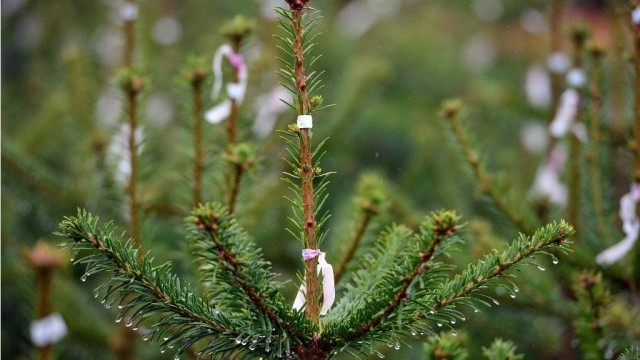 Жива елха за Коледа: По-малко лампички, престой на терасата и всичко за отглеждането ѝ (ВИДЕО)