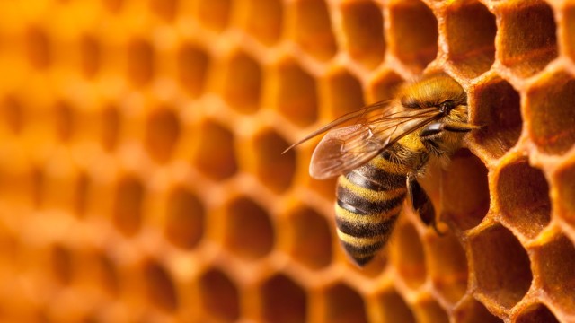 14 кошера с хиляди пчели са откраднати в северен район
