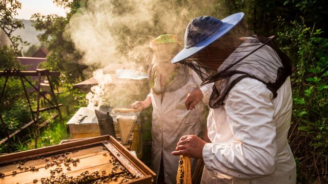 75 годишен мъж загина след като беше нападнат от пчели предава