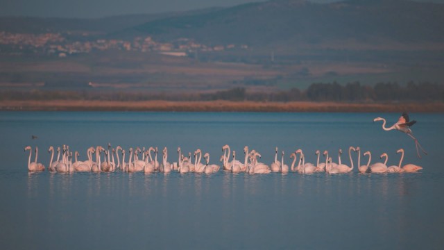 Цели колонии от розово фламинго се заселват в Поморие