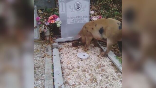 Домашни прасета пируват в гробищен парк след Задушница За това
