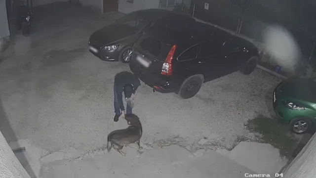 Има вече задържан за случая на проявена жестокост към бездомно