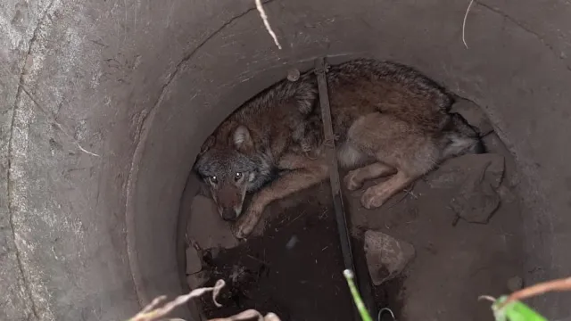 Вълк попаднал в капана на шахта в Германия бе спасен