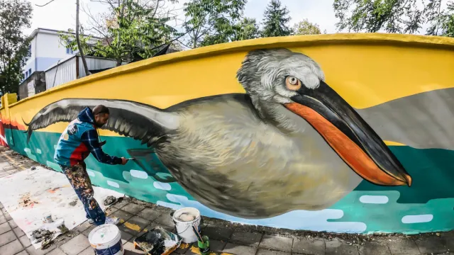 Мащабна рисунка на ято къдроглави пеликани се появи на улична