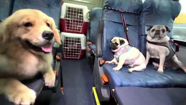 Автобус за четириноги: Школа за обучение на кучета осигурява транспорт
