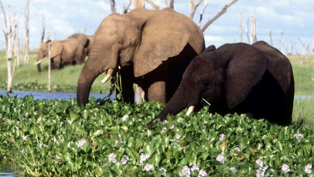 35 африкански слона в северозападната част на Зимбабве падат мъртви