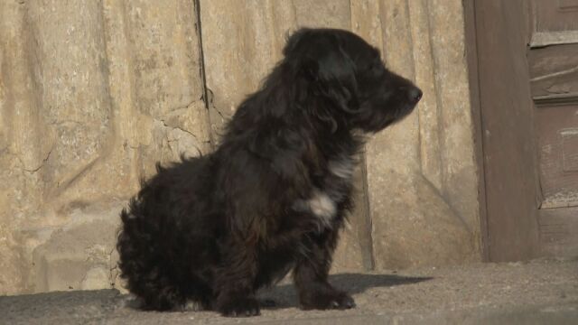 Лоялност и любов: Кучето Плюшко продължава да чака своя стопанин, починал преди 3 години