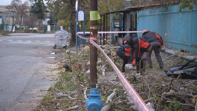 Екипите на Столична община разчистват опасното дърво от бул Илиянци