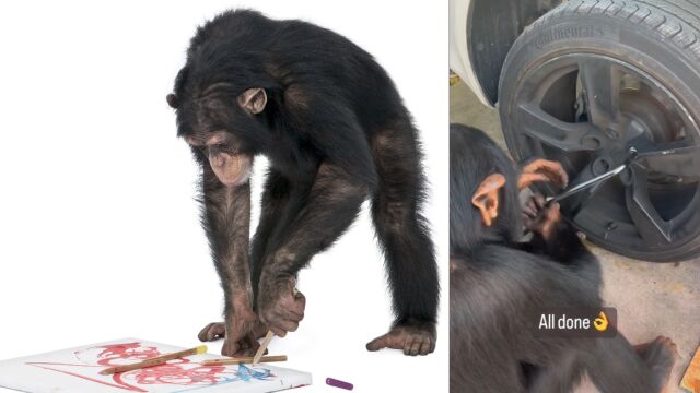 6 годишното шимпанзе Лимбани което живее в Маями е новата сензация