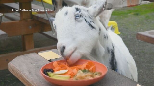 САЩ отбелязват Деня на благодарността: Кози пиха коктейл и ядоха вкусотии в зоопарка в Такома (ВИДЕО)