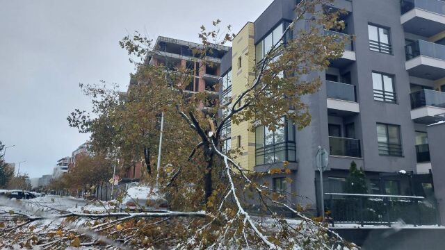 Зимната обстановка в Пловдив: Над 200 сигнала за паднали клони и дървета (СНИМКИ)