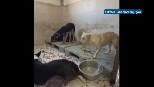След репортажа за 200-те кучета, живеещи в ужасна мръсотия: Тук се почиства, грижим се за тях