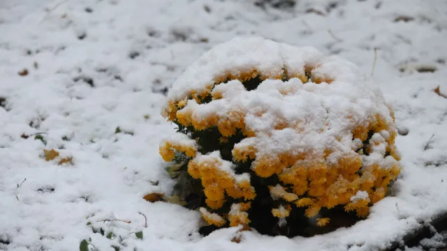  София побеля 