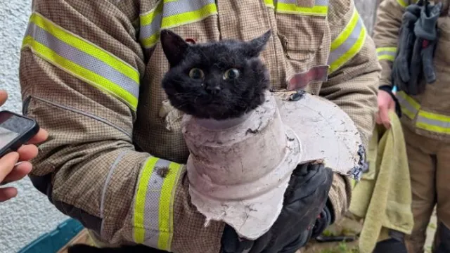  Котка в тръба 