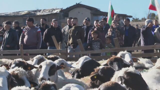 Напрежение във Велинград след като Агенцията по храните регистрира чума