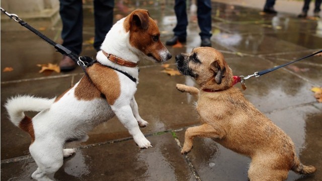 Любовта на германците към кучетата носи сериозен приход на държавата