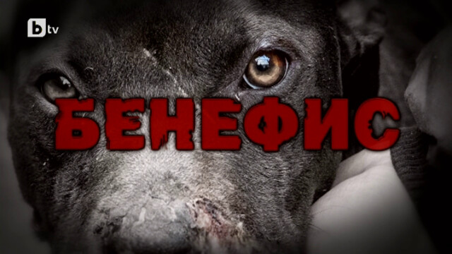 bTV Репортерите: „Бенефис” на нелегалните боеве с кучета