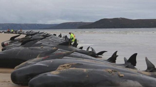 Стотици пилотни кита загинаха край Нова Зеландия Те заседнаха на