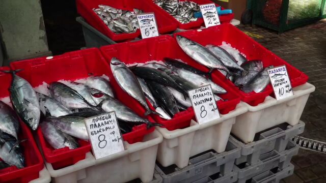 Рекорден улов на отчитат рибарите по южното ни Черноморие През