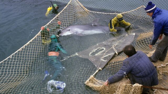 Дали използването на бойни делфини е мит или реалност Полемика