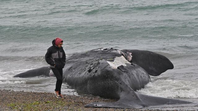 Най малко 13 мъртви кита са изплували в Аржентина по бреговете