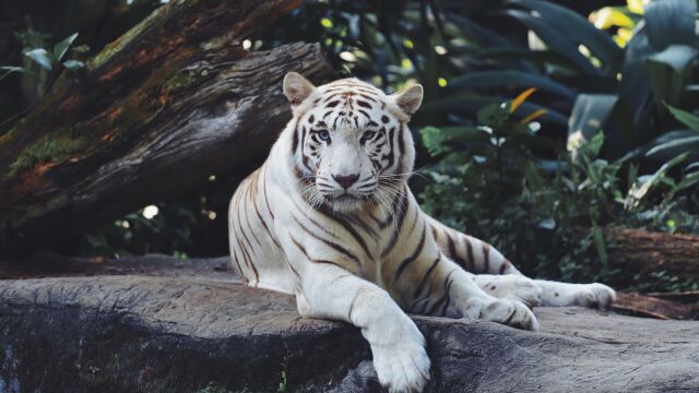 Нови попълнения във варненския зоопарк – тигри рисове и леопарди