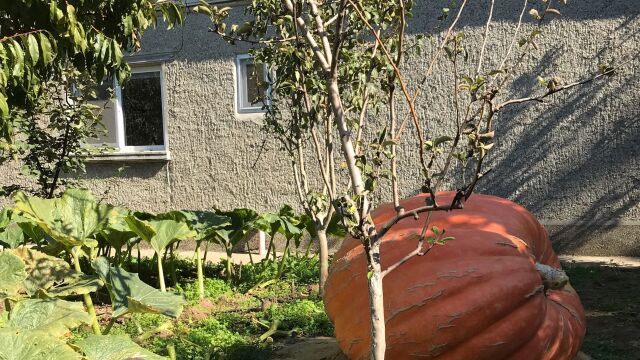 306 килограмова тиква отгледаха във варненското село Старо Оряхово Гигантската тиква