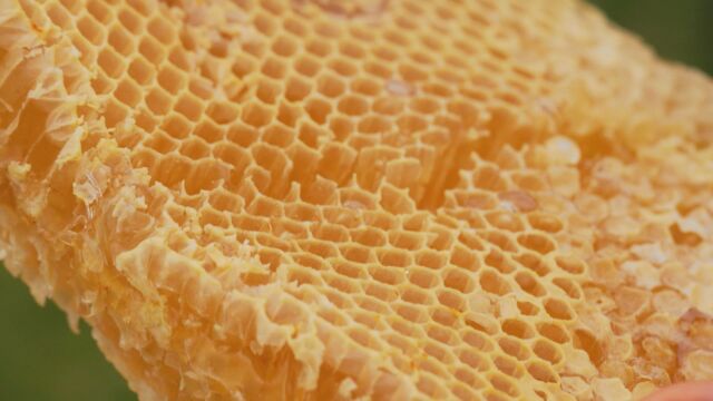 Ще поскъпне ли медът каква е реколтата на производителите и