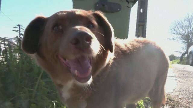 Боби най възрастното куче в света почина на 31 години и