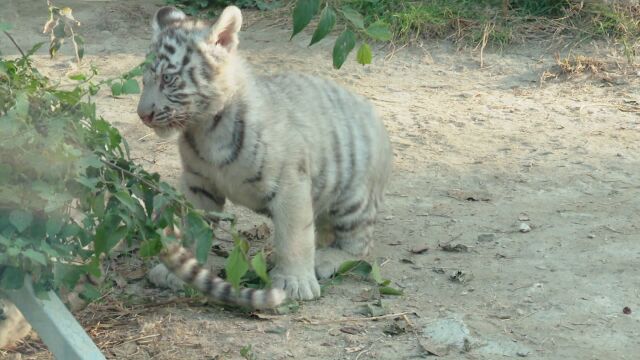 Четири новородени бенгалски тигърчета са най новите обитатели на зоопарка във
