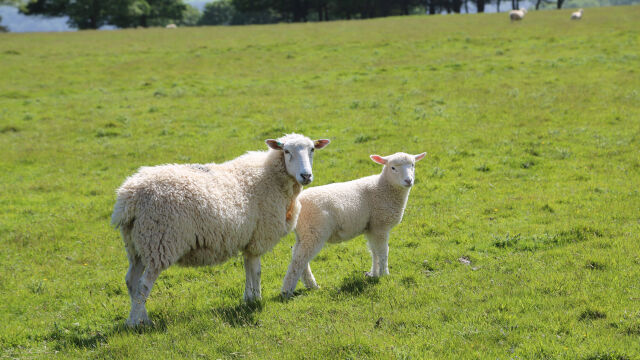  Животновъд от Монтана е осъден на 6 месеца затвор за