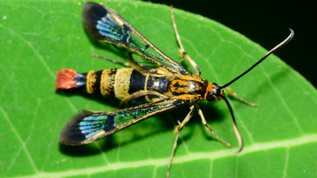  Нов вид молец е открит в дом в Южен Уелс