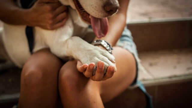 Отбелязваме Световния ден за защита на животните Мотото на инициативата