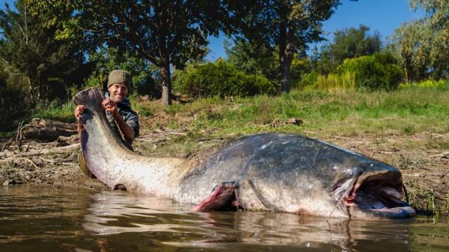  Огромен сом извадиха рибари от язовир Дяково край Дупница С