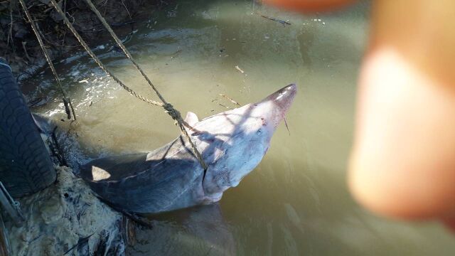 Застрашена от изчезване моруна стана жертва на бракониерски улов съобщиха