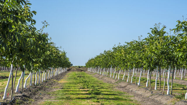 Истанбул подари 440 орехови фиданки на опожарените села край Болярово