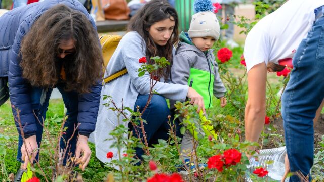 16 рози в памет на донорите на органи бяха засадени