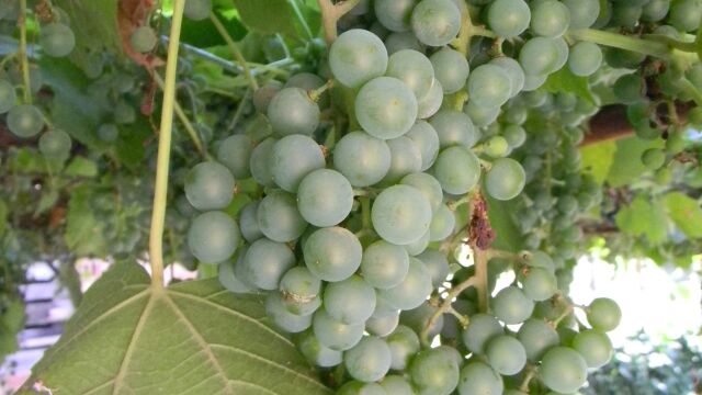 Трудна година за гроздопроизводителите заради продължителната суша и горещото лято