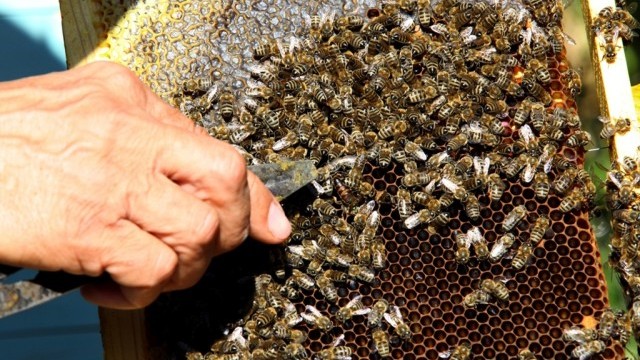Необичайно топлата зима променя навиците на пчелите А пчелари предупреждават