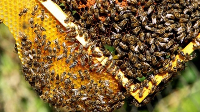 Съединените щати одобриха първата в света ваксина за медоносни пчели