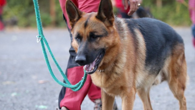Планински спасители са оказали помощ на турист с травма на