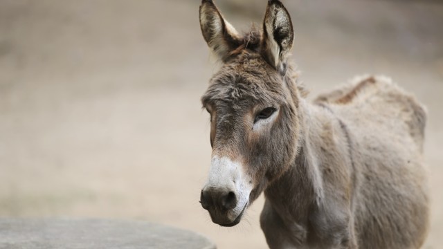 23 магарета са спасени за няколко от неправителствена организация, чиято